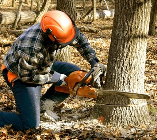 Tree Removal in Milan, GA